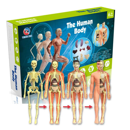 3d Human Body Torso Model for Kid Anatomy Model Skeleton