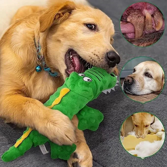 Squeaky crocodile plush for aggressive chewers